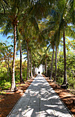 Ein menschenleerer Weg und Palmen im Bill Baggs State Park, Key Biscayne, Miami, Florida, USA