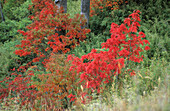 Mountain ash in autumnal colours at Shei-Pa National Park, Taiwan, Asia