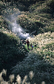 People hiking through the volcanic Yanmingshan National Park, Taiwan, Asia