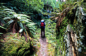 A trekker climbing up the steep Rees Dart Track, Mt Aspiring National Park, South Island, New Zealand, Oceania