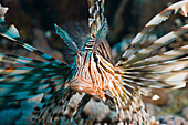 Rotfeuerfisch, Pterois volitans, Safaga, Rotes Meer, Aegypten