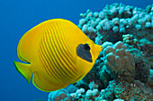 Masked Butterflyfish, Chaetodon semilarvatus, Marsa Alam, Red Sea, Egypt