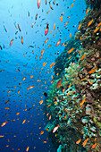 Fahnenbarsche und Korallenriff, Pseudanthias squamipinnis, Daedalus Riff, Rotes Meer, Aegypten