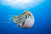 Nautilus, Perlboot, Nautilus pompilius, Grosses Barriere Riff, Australien