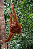 Bornean Orangutan (Pongo pygmaeus)