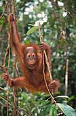 Bornean Orangutan (Pongo pygmaeus). Borneo