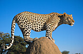 Leopard (Panthera pardus)