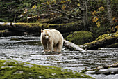 Puka bear (Ursus americanus kermodei). British Columbia, Canada