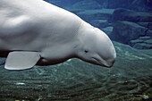 Beluga Whale or White Whale (Delphinapterus leucas) Order: Cetacea. Family: Monodontidae. Vancouver aquarium. British Columbia, Canada