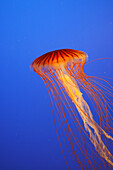 Japanese Sea nettle or North Pacific Sea Nettle (Chrysaora melanaster)