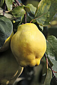 Quince (Cydonia oblonga). Order: Rosales. Family: Rosaceae