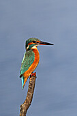 Female Common Kingfisher (Alcedo atthis). Order: Coraciiformes. Family: Alcedinidae. Parc ornithologique du Teich . Arcachon . Gironde . France