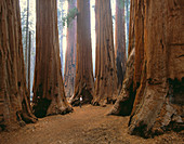 The Senate' in Sequoia National Park. California, USA