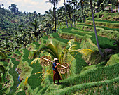 Rice terraces. Bali, Indonesia