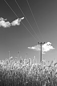 Field of rye and overhead powerline