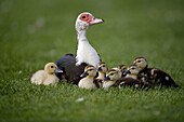 Muscovy Duck with Young (Cairina moschata) - England - UK - Originated in South America