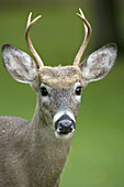 White-tailed Deer (Odocoileus virginianus). New York . Young buck. In late summer.