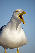 Yellow-footed Gull (Larus livens) - Adult Portrait - Calling - Sonora - Mexico