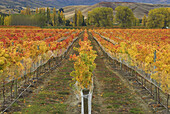 Vineyard in autumn colour, Cromwell, Central Otago, New Zealand.