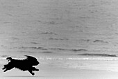 Small black dog running on Atlantic beach