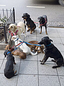 Leashed dogs wait for their professional dog walker in Buenos Aires, Argentina