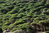 Pine grove, Hierbabuena. Cadiz province, Andalucia, Spain