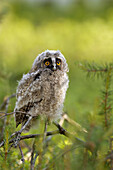 Long-eared Owl (Asio otus), Byske, Vasterbotten, Sweden (June 2005)