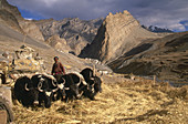 Yaks threshing barley from autumn harvest, Photoskar village, Ladakh