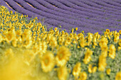 Field of Lavender and Sunflowers (Lavandula angustifolia), Plateau de Valensole, Valensole, Provence, France.