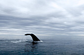 A Southern Right Whale, Eubalaena australis, moves across the surface and lifts it tail for a deeper dive beneath the erie calm - located in Golfo Nuevo, Peninsula Valdez, Patagonia, Argentina, South America, South Atlantic Ocean