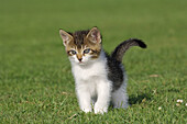 Kitten in meadow  Bavaria, Germany, Europe