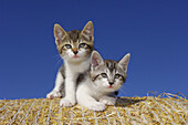 Two kitten on straw  Bavaria, Germany, Europe