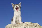 Kitten yawning  Bavaria, Germany, Europe