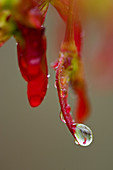 Red Maple (Acer rubrum), developing seeds with raindrops