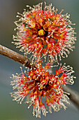 Red maple (Acer rubrum), flower clusters
