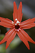 Fire Pink (Silene virginica)