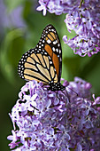 Monarch butterfly (Danaus plexippus) nectaring on lilac flowers