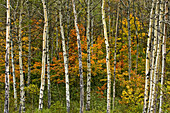 Maple trees in fall colour among aspen tree trunks