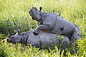 Animal, Animals, Color, Colour, Copulate, Copulating, Copulation, couple, couples, Daytime, exterior, Fauna, Mammal, Mammals, Mating, nature, outdoor, outdoors, outside, Pachyderm, Pachyderms, Pair, Reproduction, Rhino, Rhinoceros, Rhinoceroses, Rhinos, T
