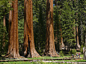 Sequoias. California, USA