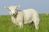 Domestic Sheep (Ovis aries), lamb. Mainland, Orkney Islands, Scotland.