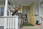 Reindeer (Rangifer tarandus), tame animal on the terrace of a house, hiding from the rain. Finland.