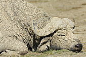 African Buffalo (Syncerus caffer), bull sleeping after mud bath. Lake Nakuru, Kenya.