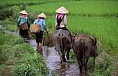 Women with water buffaloes, Binh Lu, Lai Chau Province, Vietnam