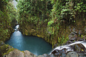 Equatorial forest. Bioko island. Equatorial Guinea.