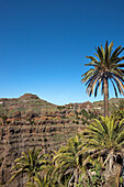 Palmen und das Valle Gran Rey unter blauem Himmel, La Gomera, Kanarische Inseln, Spanien, Europa