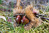 ripe chestnuts, Castanea sativa; Cevennes mountains, France