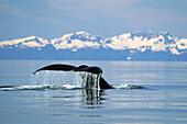 Fluke of a whale poking out of the water, Inside Passage Alaska USA