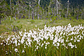 Bog with Cotton Grass, Mitkof Island, Southeast Alaska, USA