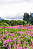 Blooming flowers in front of Mendenhall glacier under clouds, Southeast Alaska, USA